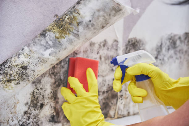 Best Industrial Mold Remediation  in Vandenberg Af, CA